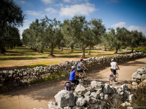 Cykeltur bland olivträd i södra italien